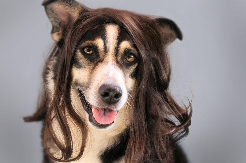 salon-coiffure-CONSEGUDES-min_dog-1776721